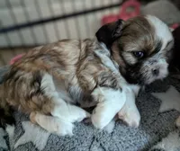 Lacey , a female Shih Tzu for sale in Elizabeth City, NC – 1 of 9