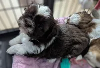 Sassy, a female Shih Tzu for sale in Elizabeth City, NC – 2 of 3
