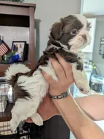 Mr Handsome , a male Shih Tzu for sale in Elizabeth City, NC – 6 of 6