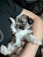 Lacey , a female Shih Tzu for sale in Elizabeth City, NC – 8 of 9