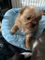Kali, a female Shih Tzu for sale in Elizabeth City, NC – 9 of 9
