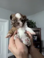 Madeline , a female Shih Tzu for sale in Elizabeth City, NC – 2 of 9