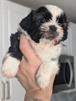 Ellie, a female Shih Tzu for sale in Elizabeth City, NC – 6 of 7