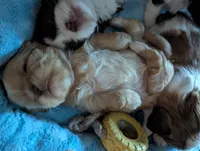 Kali, a female Shih Tzu for sale in Elizabeth City, NC – 6 of 9