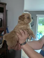 Kali, a female Shih Tzu for sale in Elizabeth City, NC – 4 of 9