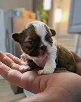 Madeline , a female Shih Tzu for sale in Elizabeth City, NC – 8 of 9