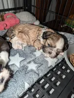 Lacey , a female Shih Tzu for sale in Elizabeth City, NC – 6 of 9