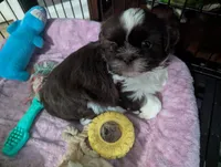 Sassy, a female Shih Tzu for sale in Elizabeth City, NC – 3 of 3