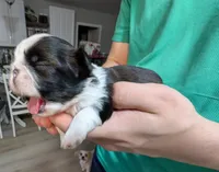 Ellie, a female Shih Tzu for sale in Elizabeth City, NC – 7 of 7