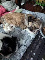 Lacey , a female Shih Tzu for sale in Elizabeth City, NC – 4 of 9