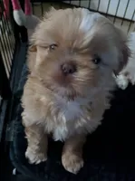 Kali, a female Shih Tzu for sale in Elizabeth City, NC – 5 of 9