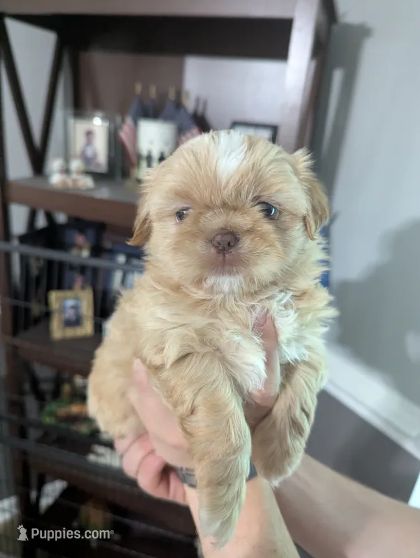 Kali – Shih Tzu puppy for sale in Elizabeth City, NC