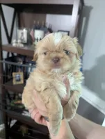 Kali, a female Shih Tzu for sale in Elizabeth City, NC – 1 of 9