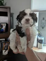 Mr Handsome , a male Shih Tzu for sale in Elizabeth City, NC – 4 of 6