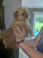 Kali, a female Shih Tzu for sale in Elizabeth City, NC – 2 of 9