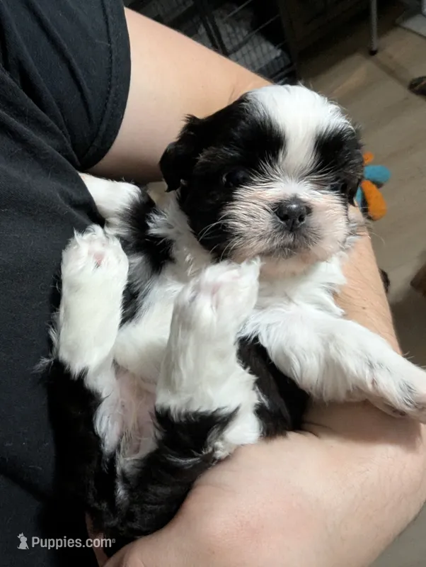 Ellie – Shih Tzu puppy for sale in Elizabeth City, NC
