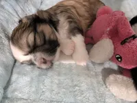Lacey , a female Shih Tzu for sale in Elizabeth City, NC – 7 of 9