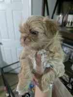 Kali, a female Shih Tzu for sale in Elizabeth City, NC – 3 of 9