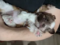 Madeline , a female Shih Tzu for sale in Elizabeth City, NC – 9 of 9