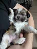 Lacey , a female Shih Tzu for sale in Elizabeth City, NC – 2 of 9