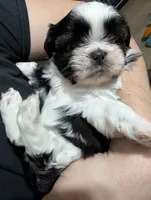 Ellie, a female Shih Tzu for sale in Elizabeth City, NC – 5 of 7