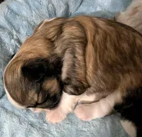 Lacey , a female Shih Tzu for sale in Elizabeth City, NC – 5 of 9