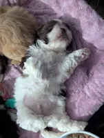 Mr Handsome , a male Shih Tzu for sale in Elizabeth City, NC – 5 of 6