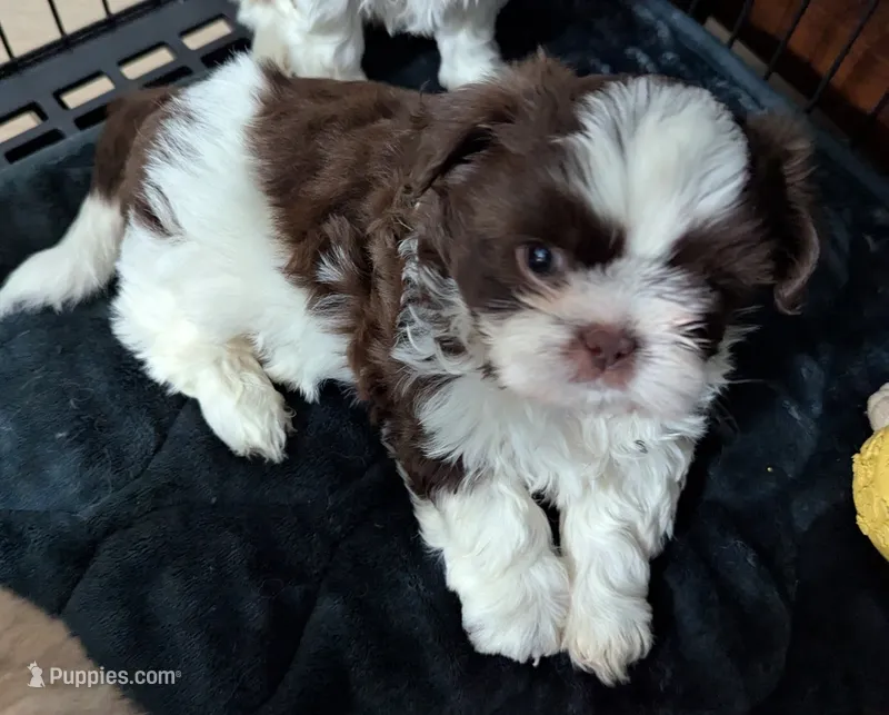Mr Handsome  – Shih Tzu puppy for sale in Elizabeth City, NC