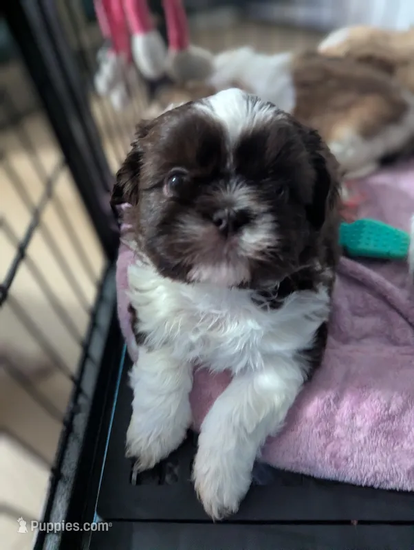 Sassy – Shih Tzu puppy for sale in Elizabeth City, NC