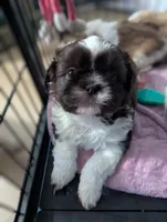Sassy, a female Shih Tzu for sale in Elizabeth City, NC – 1 of 3