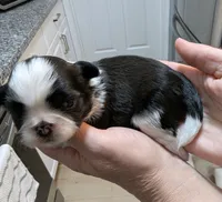 Ellie, a female Shih Tzu for sale in Elizabeth City, NC – 1 of 7