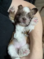 Madeline , a female Shih Tzu for sale in Elizabeth City, NC – 3 of 9