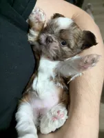 Madeline , a female Shih Tzu for sale in Elizabeth City, NC – 7 of 9
