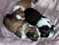 Lacey , a female Shih Tzu for sale in Elizabeth City, NC – 9 of 9