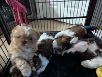 Kali, a female Shih Tzu for sale in Elizabeth City, NC – 7 of 9