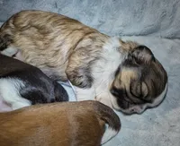 Lacey , a female Shih Tzu for sale in Elizabeth City, NC – 3 of 9