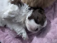Mr Handsome , a male Shih Tzu for sale in Elizabeth City, NC – 3 of 6