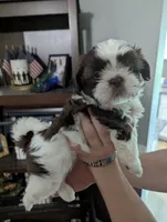 Mr Handsome , a male Shih Tzu for sale in Elizabeth City, NC – 2 of 6