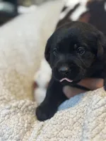 Munchkins, a female Labrador Retriever for sale in Omaha, NE – 3 of 10