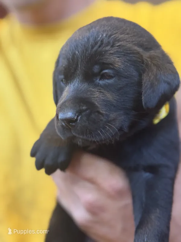 Munchkins – Labrador Retriever puppy for sale in Omaha, NE