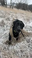 Munchkins, a female Labrador Retriever for sale in Omaha, NE – 5 of 10