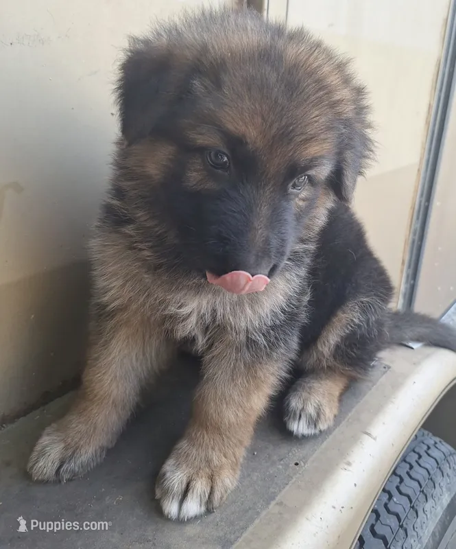 Meeka's girl  – German Shepherd Dog puppy for sale in Fredericktown, MO