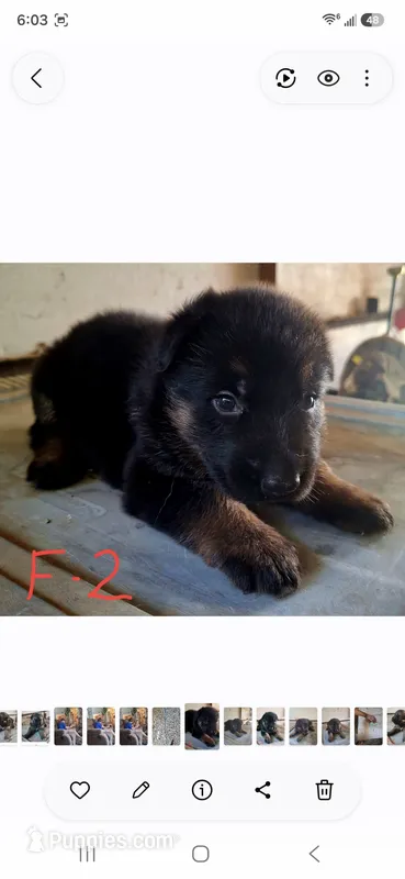 Meeka's girl 2 – German Shepherd Dog puppy for sale in Fredericktown, MO