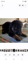 Meeka's girl 2, a female German Shepherd Dog for sale in Fredericktown, MO – 1 of 3