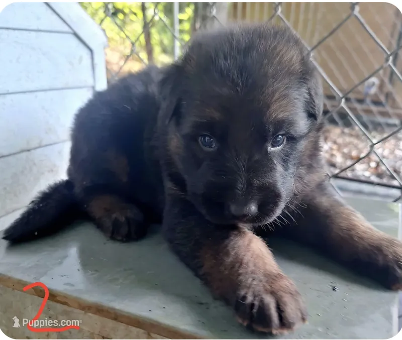 Meeka's girl 2 – German Shepherd Dog puppy for sale in Fredericktown, MO
