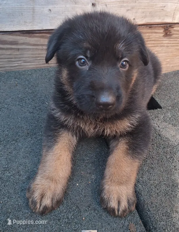 Meeka's girl 2 – German Shepherd Dog puppy for sale in Fredericktown, MO