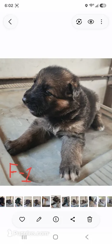 Meeka's girl 1 – German Shepherd Dog puppy for sale in Fredericktown, MO