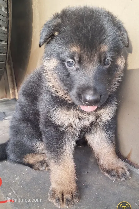 meeka's boy – German Shepherd Dog puppy for sale in Fredericktown, MO
