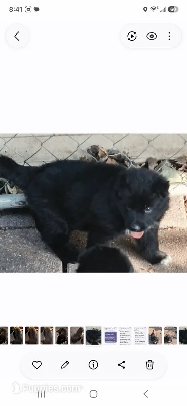 Daisy's girl – German Shepherd Dog puppy for sale in Fredericktown, MO
