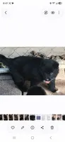 Daisy's girl, a female German Shepherd Dog for sale in Fredericktown, MO – 1 of 1